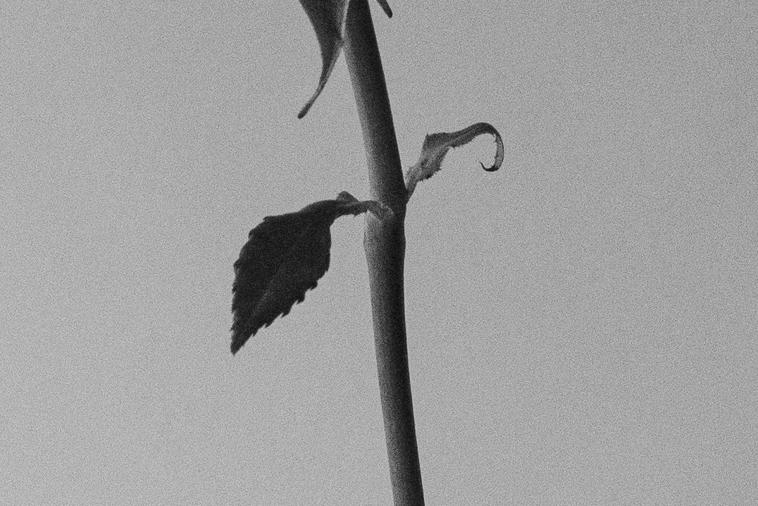 Close-up of a plant stem with a two thin leaves, shot in black and white, against a smooth neutral background. by Sydney SG