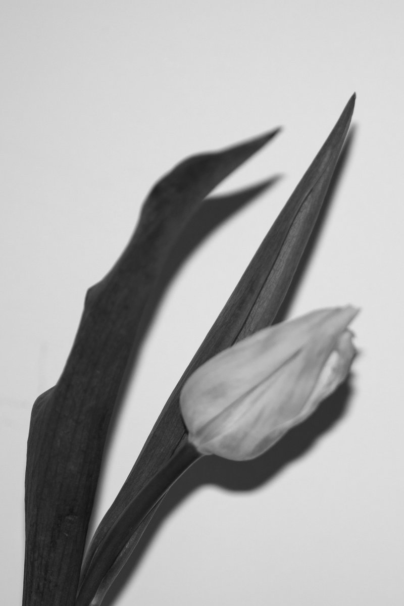 A tulip in greyscale under hard light, stretching diagonally across the frame. by Sydney SG