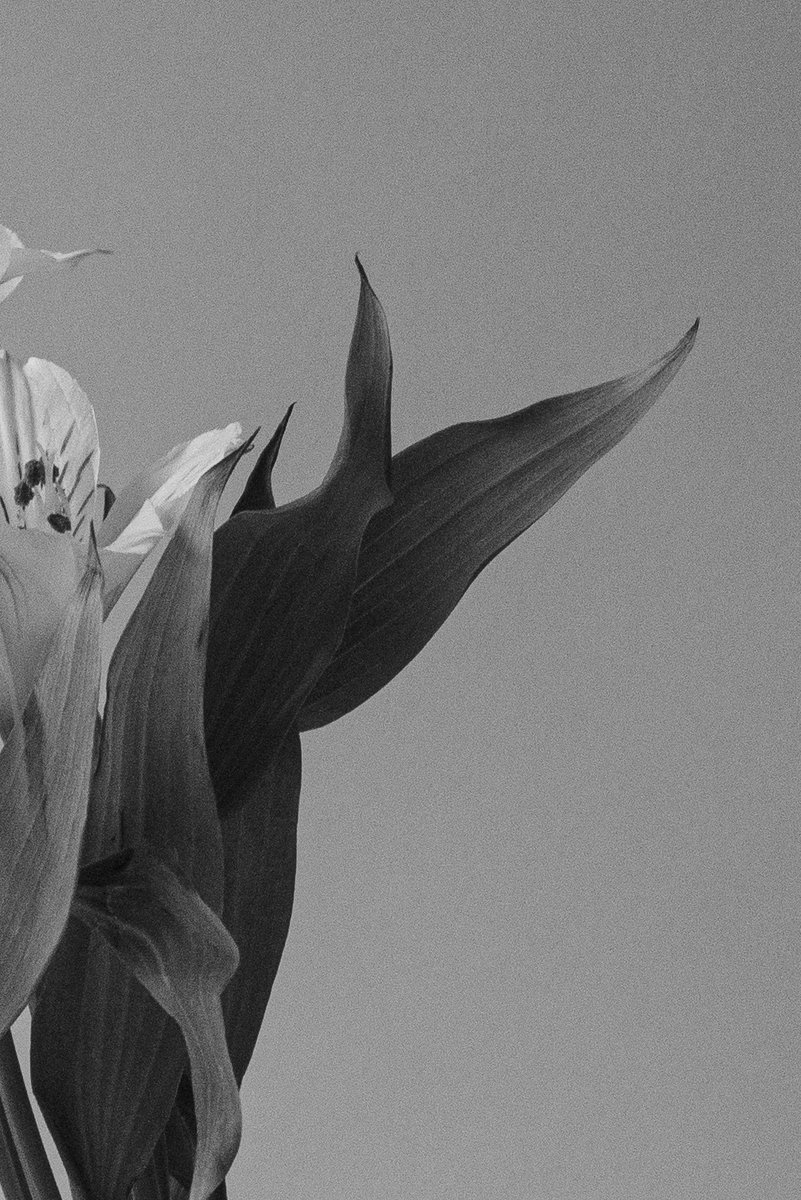 Close up of alstroemeria flowers and leaves in greyscale. by Sydney SG