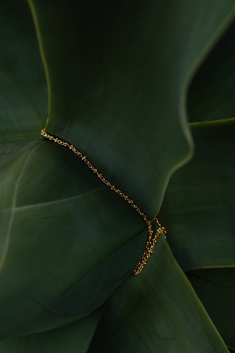 A gold chain delicately draped across the inner leaves of a large agave plant. The organic texture of the leaves contrasts with the soft gleam of the jewelry in a serene, natural setting. by Sydney SG