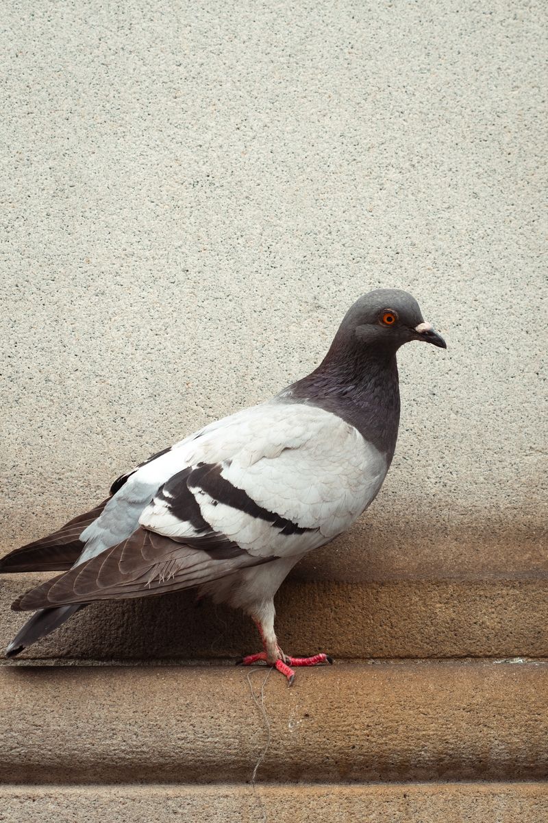 A pigeon with gray head, white body, and distinctive black wing markings stands on concrete pavement. The bird displays bright orange eyes and pink feet, creating a detailed urban wildlife portrait. by Sydney SG