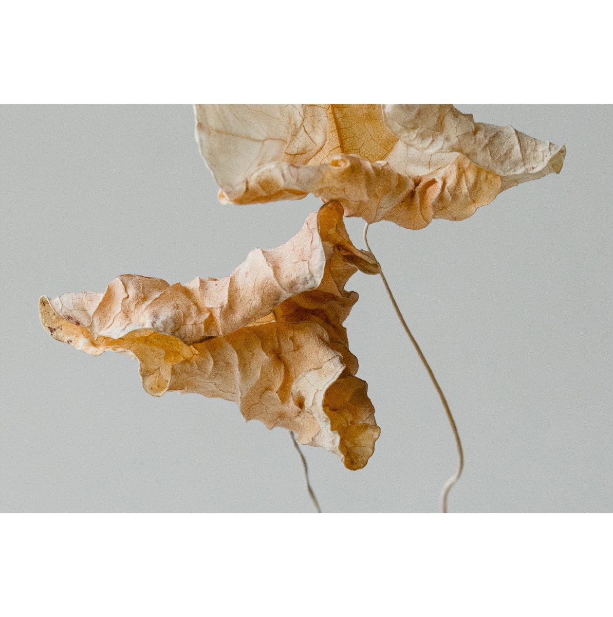  Personal Work
A close-up image of two dried nasturtium leaves against a grey/beige background. by Sydney SG