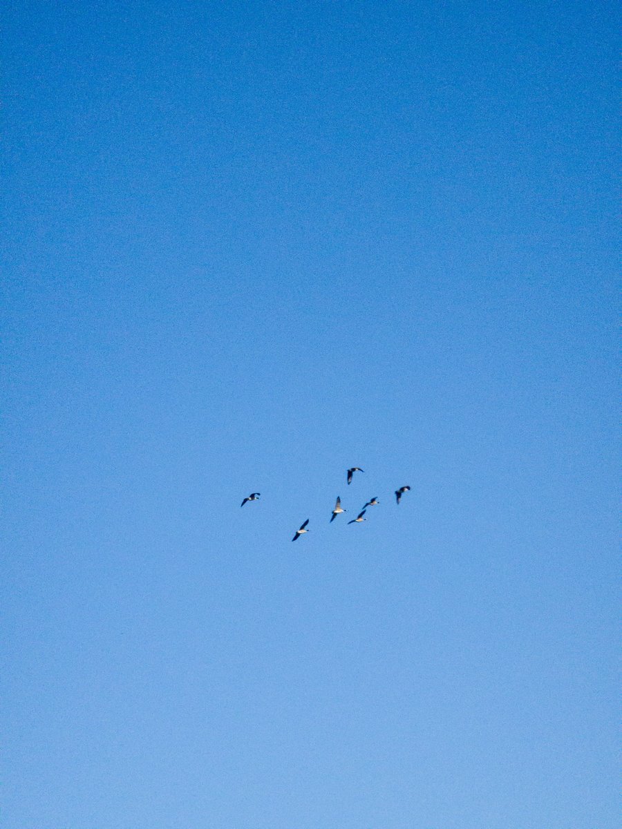 Six geese flying high against a bright blue, cloudless sky. by Sydney SG
