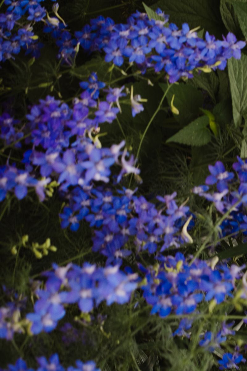 Dense clusters of small blue/purple flowers with green foliage photographed with shallow depth of field. The soft focus creates a dreamy, impressionistic view of the blooming garden plants. by Sydney SG