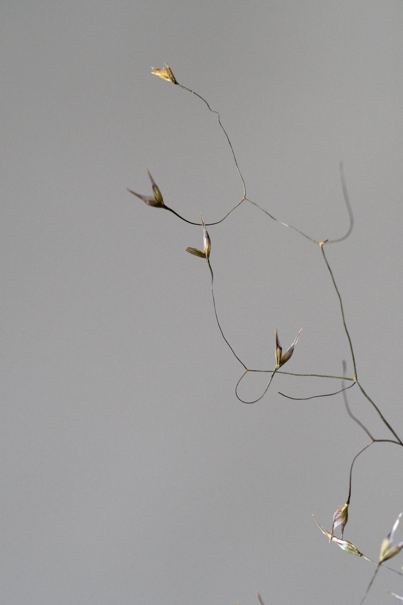 Thin, delicate plant stems with small dried seed pods, isolated against a neutral gray background. by Sydney SG