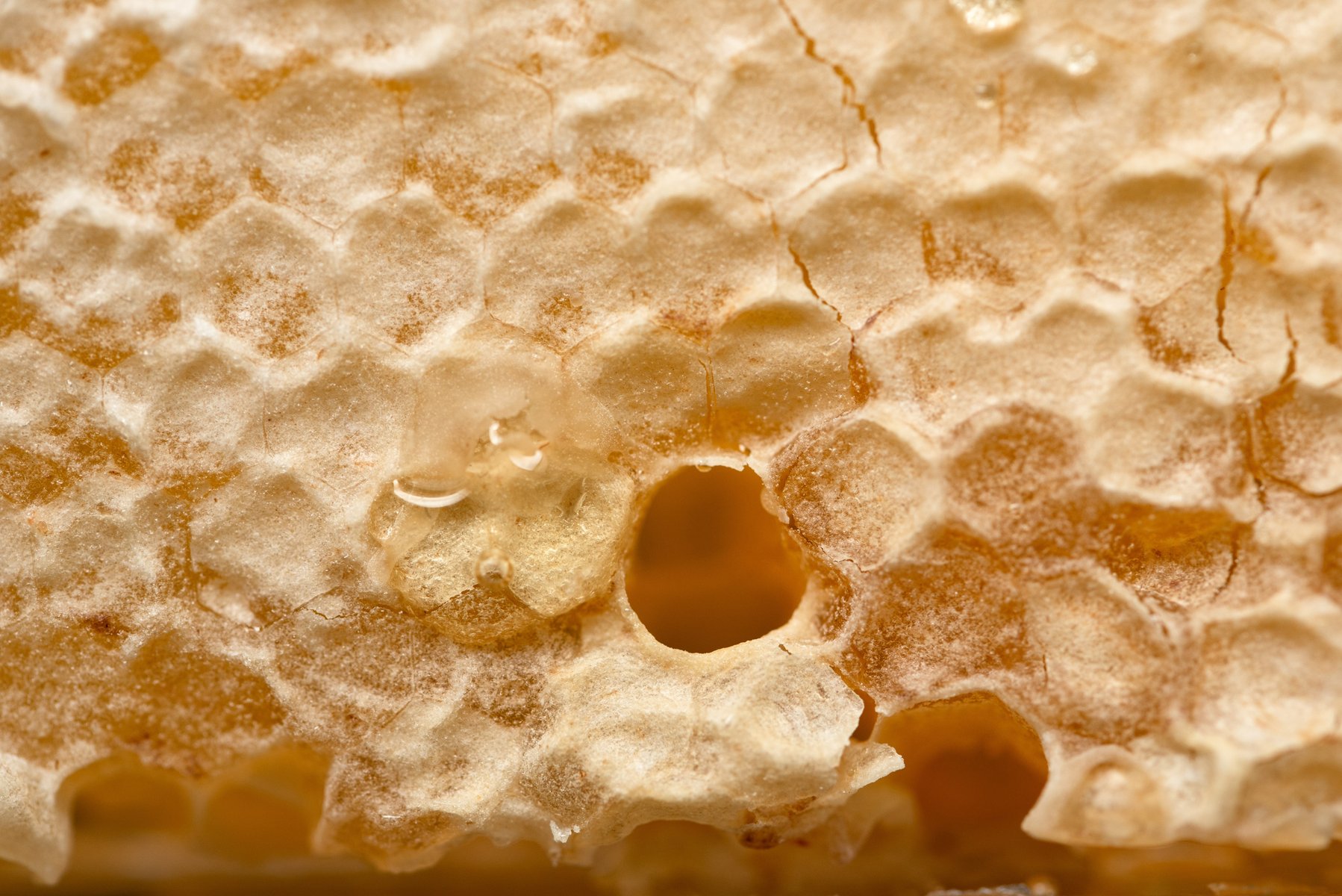 Close-up of honeycomb with golden, textured hexagonal patterns and visible honey droplets. by Sydney SG