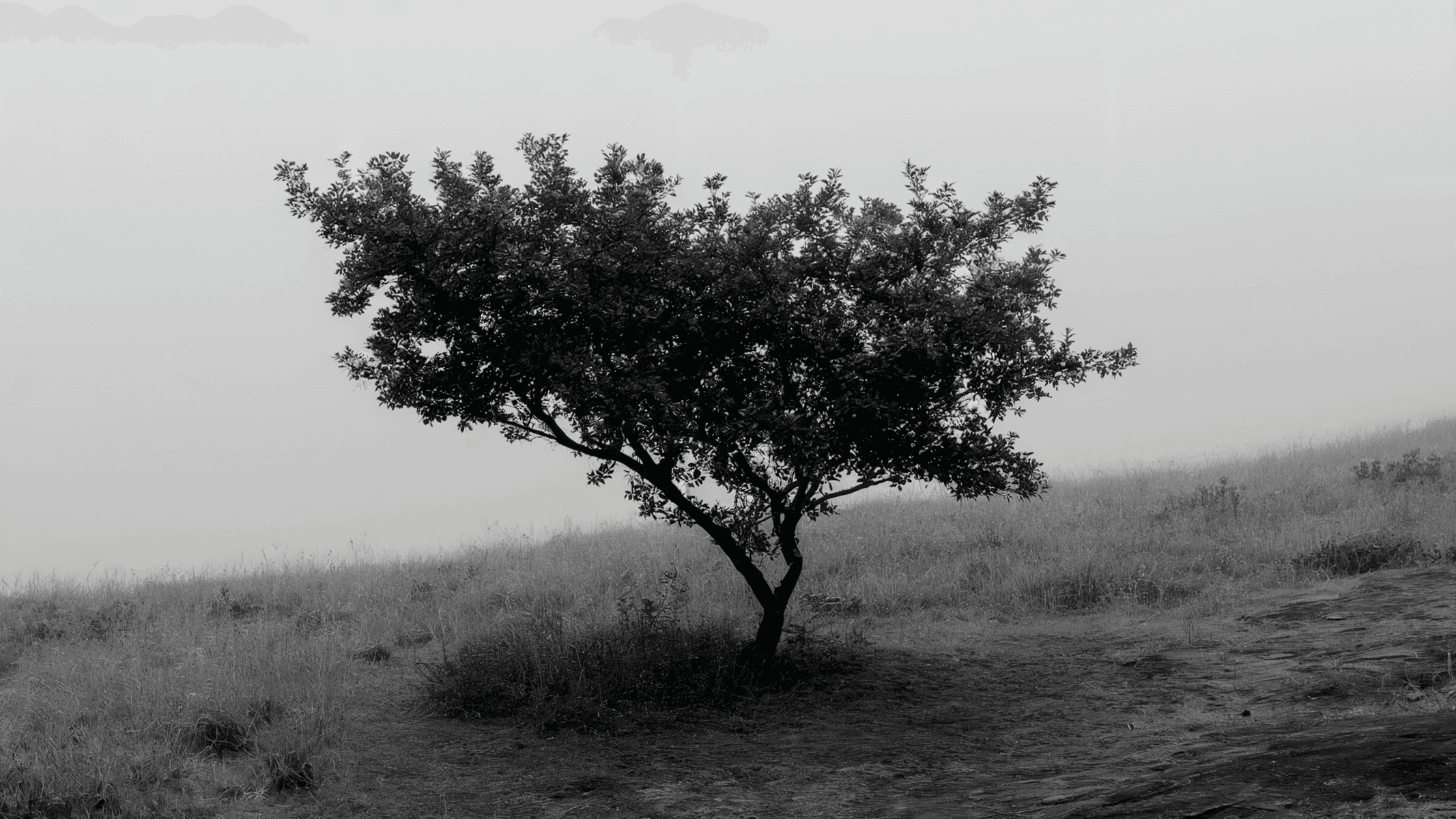 A solitary tree with detailed branches stands in an open landscape with misty hills in the background. The black and white treatment emphasizes the tree's stark form against the foggy horizon. (AI-generated image) by Sydney SG