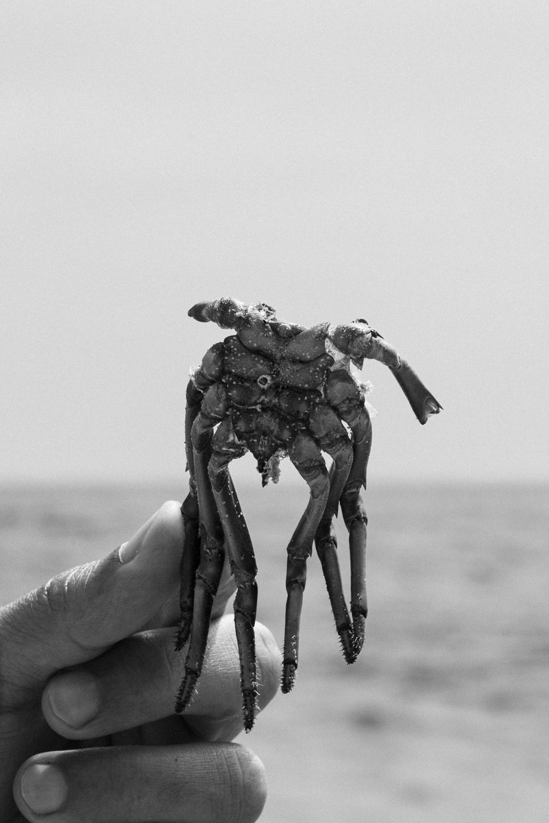 Black and white close-up of a hand holding part of a lobster exoskeleton by the beach. The detailed texture of the shell contrasts with the soft background of the ocean horizon. by Sydney SG