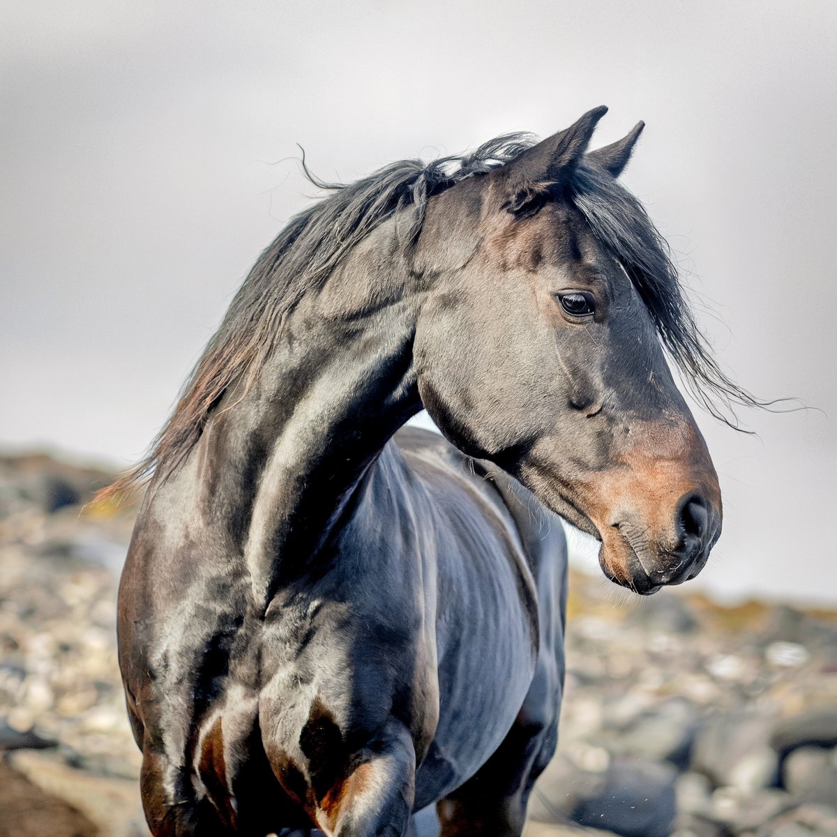 Black horse with shiny coat and flowing mane, standing in front of a rocky coastline. Image generated with AI. by Sydney SG