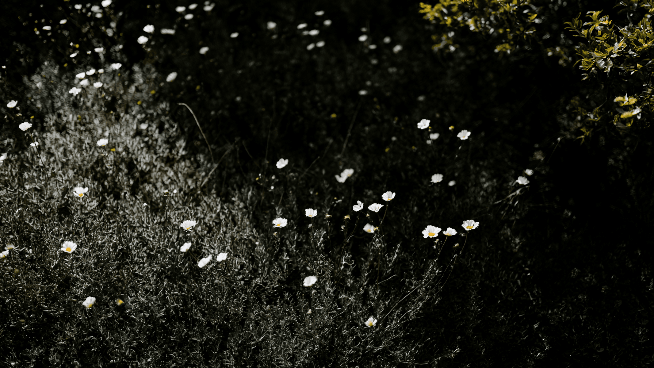 Small white flowers scattered throughout dark undergrowth with bright green foliage visible on the right. The flowers create bright spots of contrast against the deep shadows of the vegetation. (AI-generated image) by Sydney SG