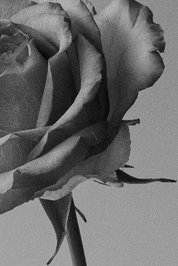 Black and white macro shot of a rose in high contrast, emphasizing the delicate texture of the petals. by Sydney SG