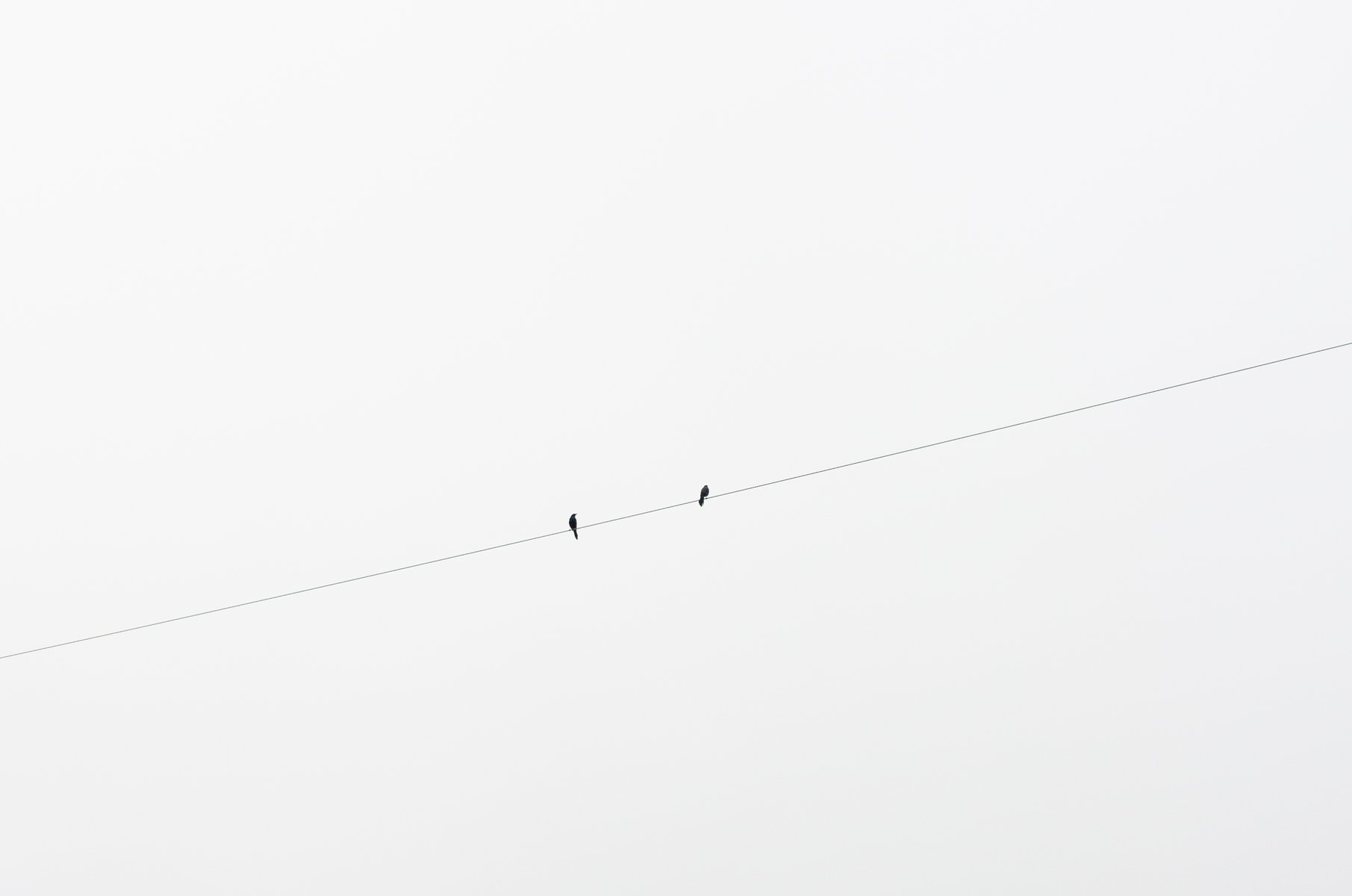  Personal Work
A black and white image of two small birds sitting on an electrical wire against a bright, overcast sky. by Sydney SG