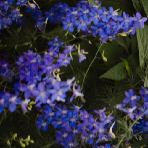 Viator Felis by Sydney SG