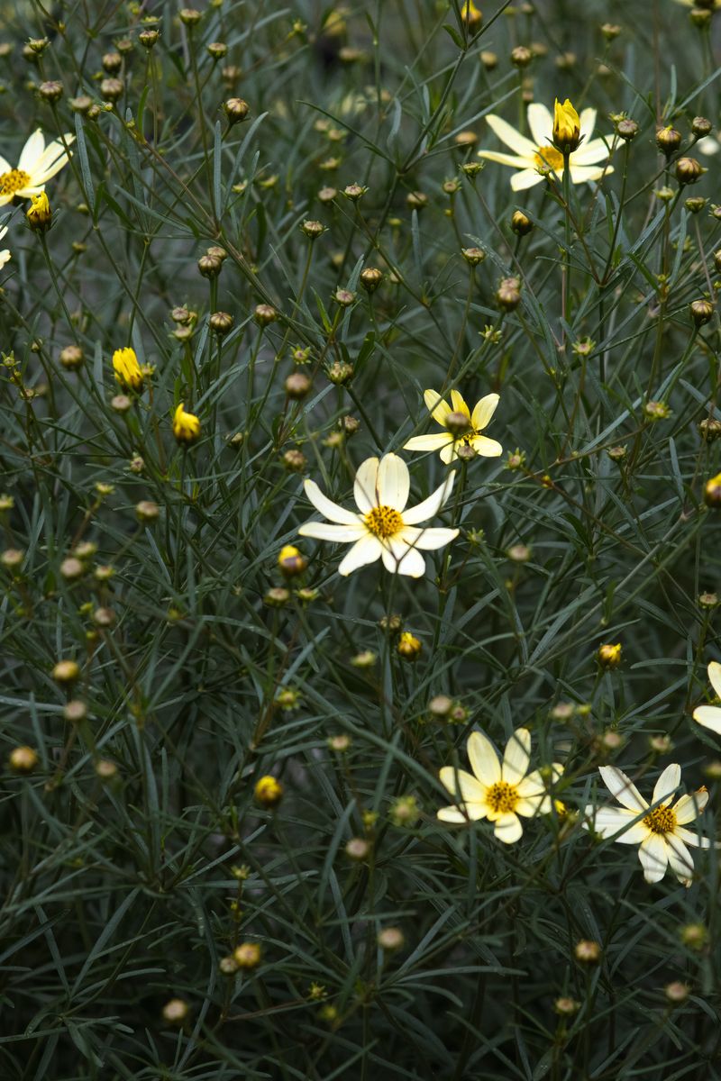 Small white wildflowers with yellow centers scattered throughout tall green grass and foliage. The delicate blooms create bright spots of contrast against the dense, natural vegetation. by Sydney SG
