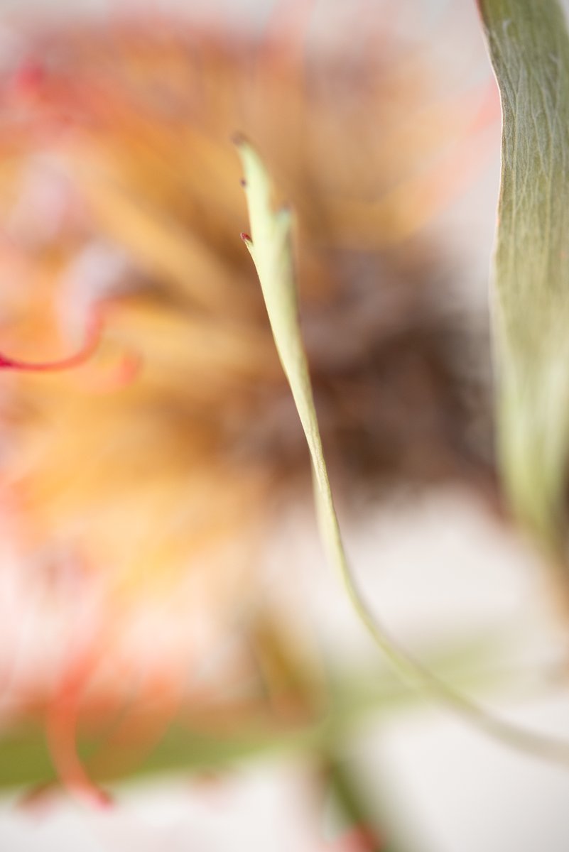 A close-up image of a flower with blurred, red and orange petals in the background, emphasizing the stem and delicate structures of the plant. by Sydney SG