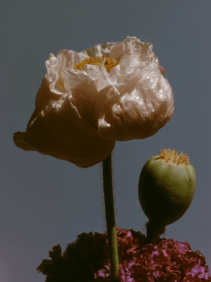 A pale pink poppy flower in full bloom with a bright yellow center, accompanied by an unopened seed pod. The translucent petals catch dramatic lighting against a gray background, with burgundy foliage visible below. (AI-generated image) by Sydney SG