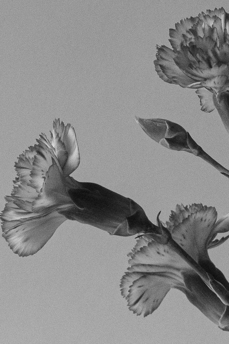 Black and white close-up of a carnation flower in bloom. by Sydney SG