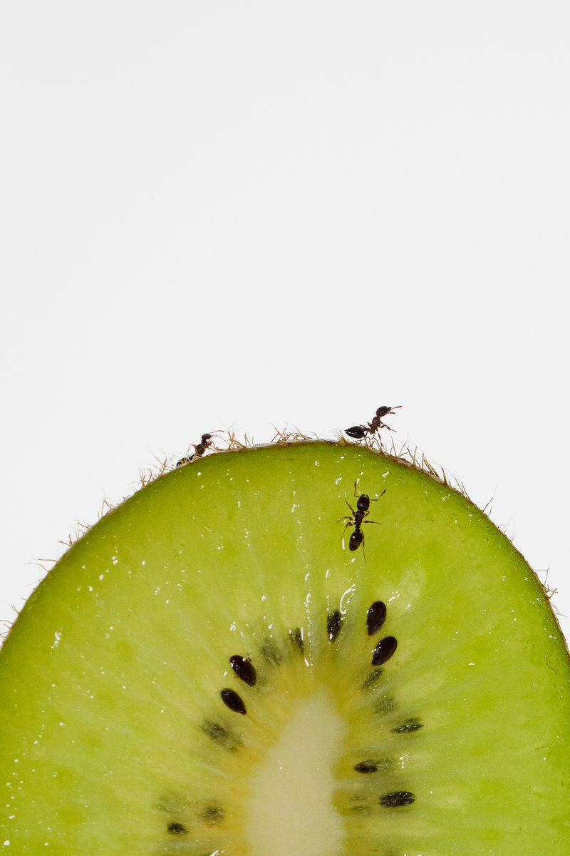 A macro shot of a kiwi slice against a white background with multiple ants exploring the surface. by Sydney SG