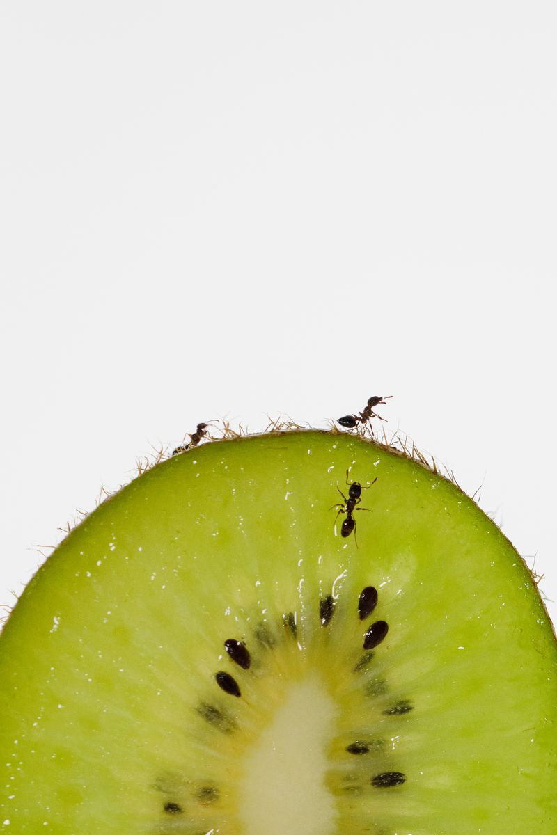 A macro shot of a kiwi slice against a white background with multiple ants exploring the surface. by Sydney SG