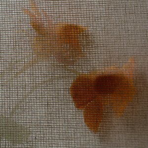 Flowers behind a screen