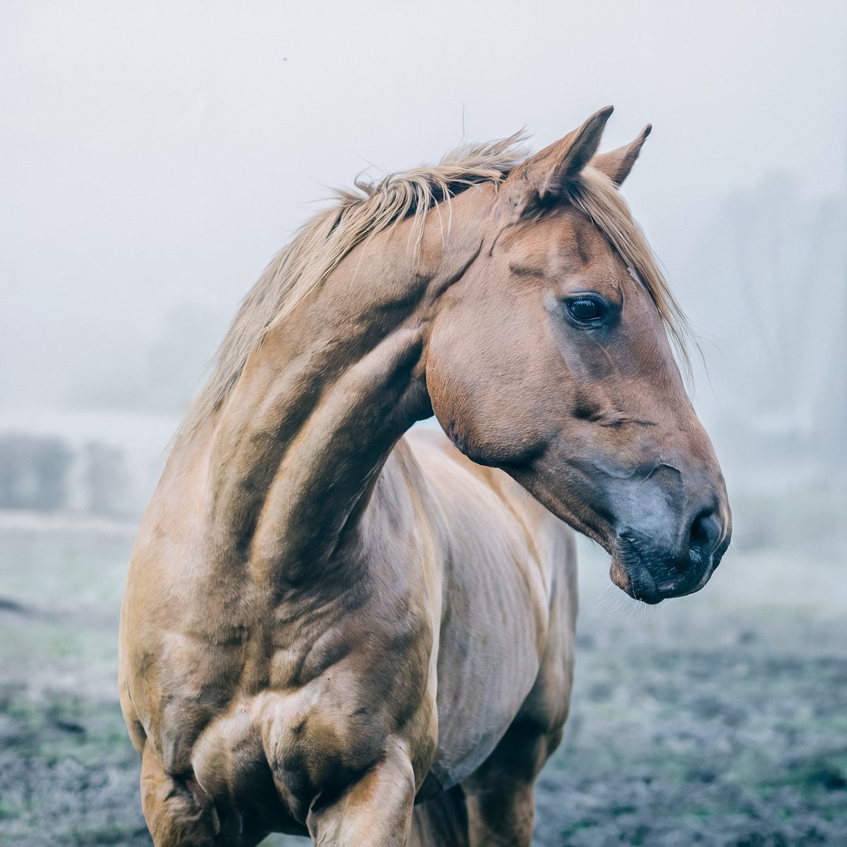 Light brown horse standing in a misty environment with a muscular frame, looking to the side. Image generated with AI. by Sydney SG