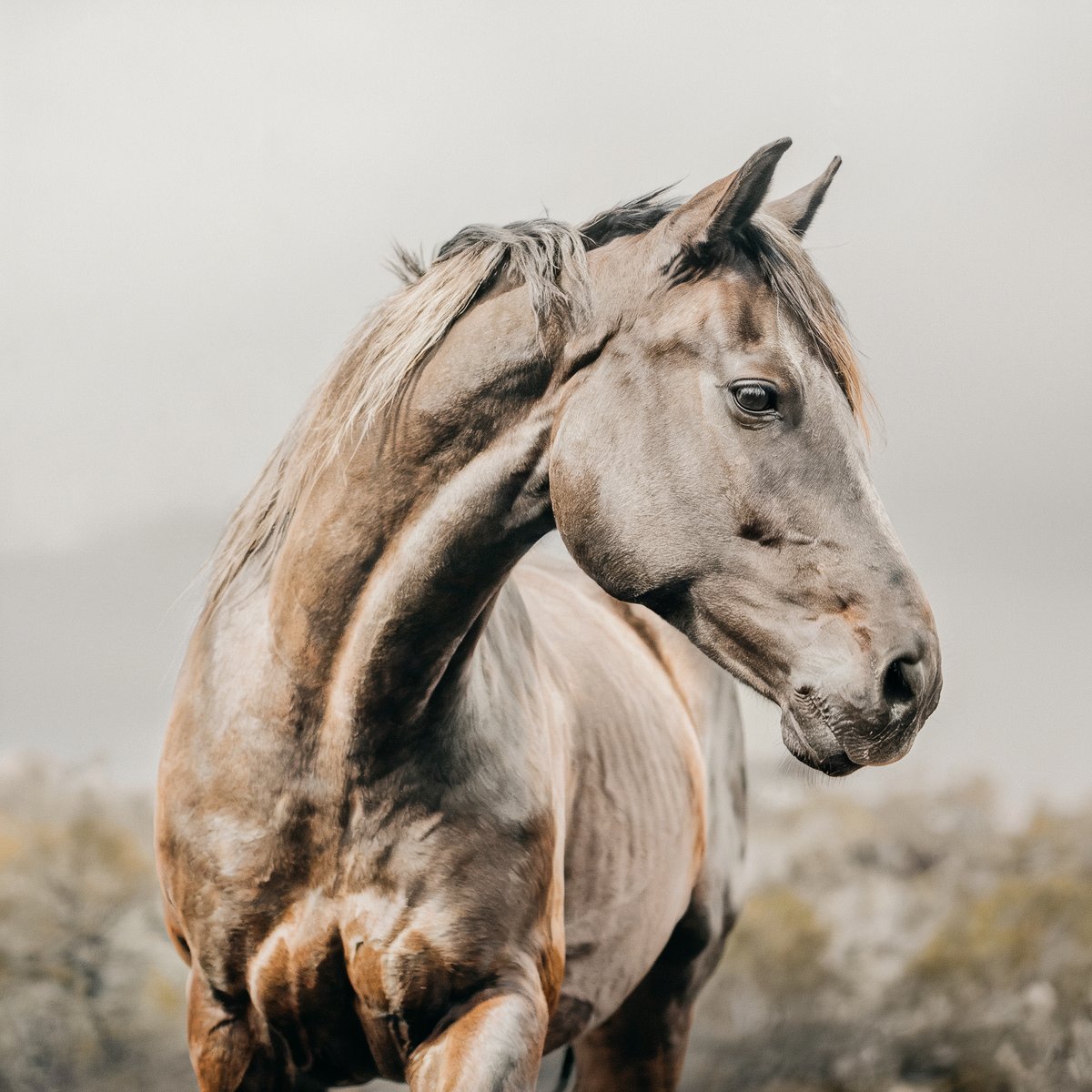 Light gray-brown horse with a muscular build, standing in a misty outdoor setting. Image generated with AI. by Sydney SG