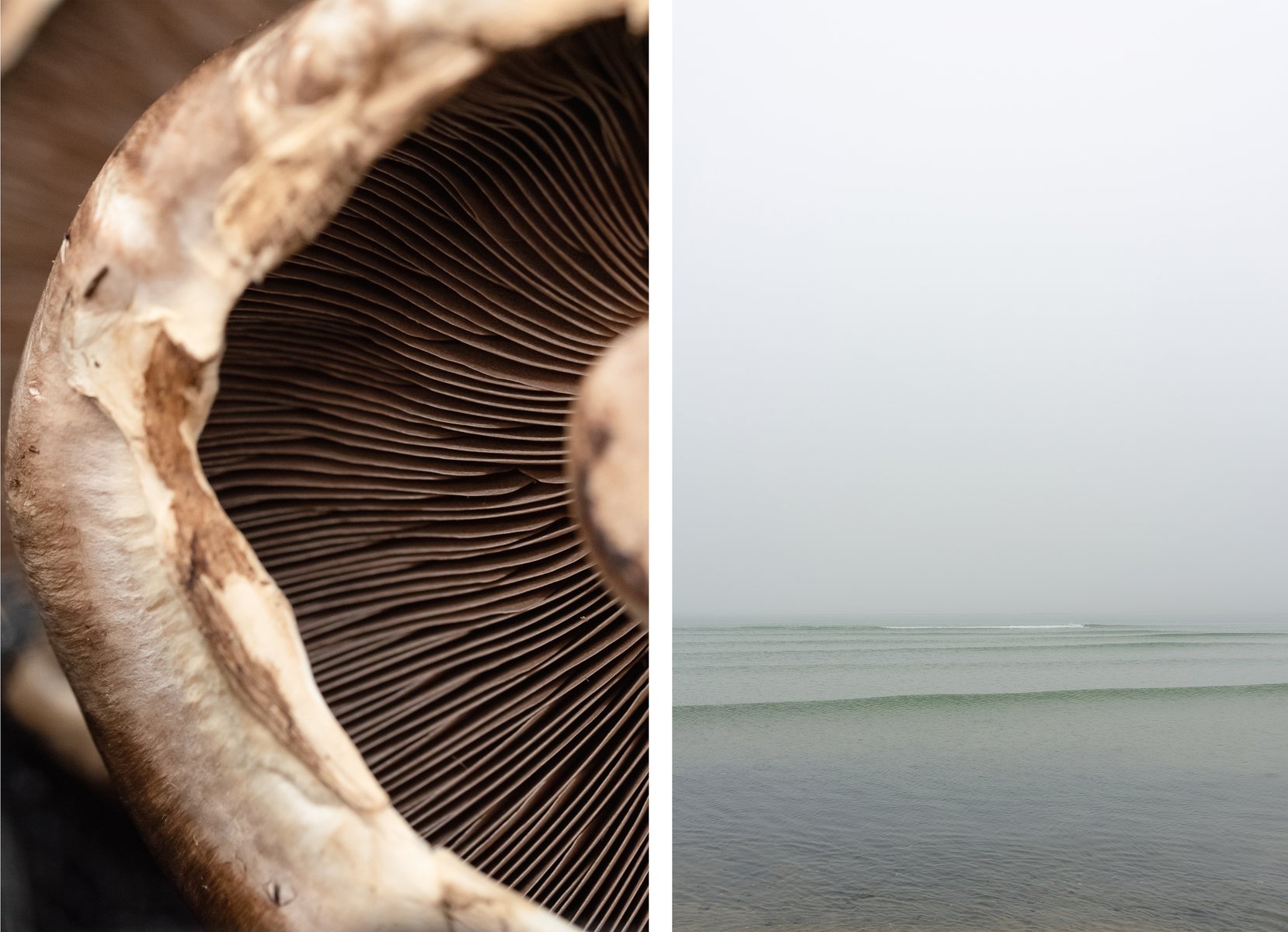  Personal Work
Diptych:

Left image: a macro photo of the gills inside of a portobello mushroom.

Right image: a hazy image of sharp waves rolling across the ocean. by Sydney SG