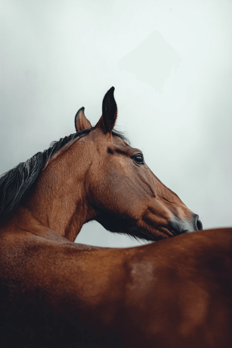 Close-up profile of a bay horse with a dark mane and alert ears against an overcast sky. The warm brown coat contrasts with the pale gray background, capturing the horse's noble bearing. (AI-generated image) by Sydney SG