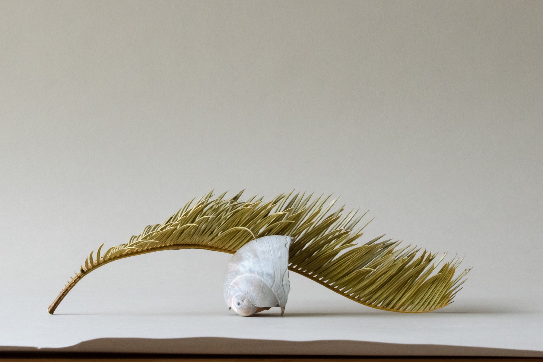 A detailed composition featuring a golden palm frond arching gracefully over a white shell, both set against a smooth, neutral beige backdrop. by Sydney SG