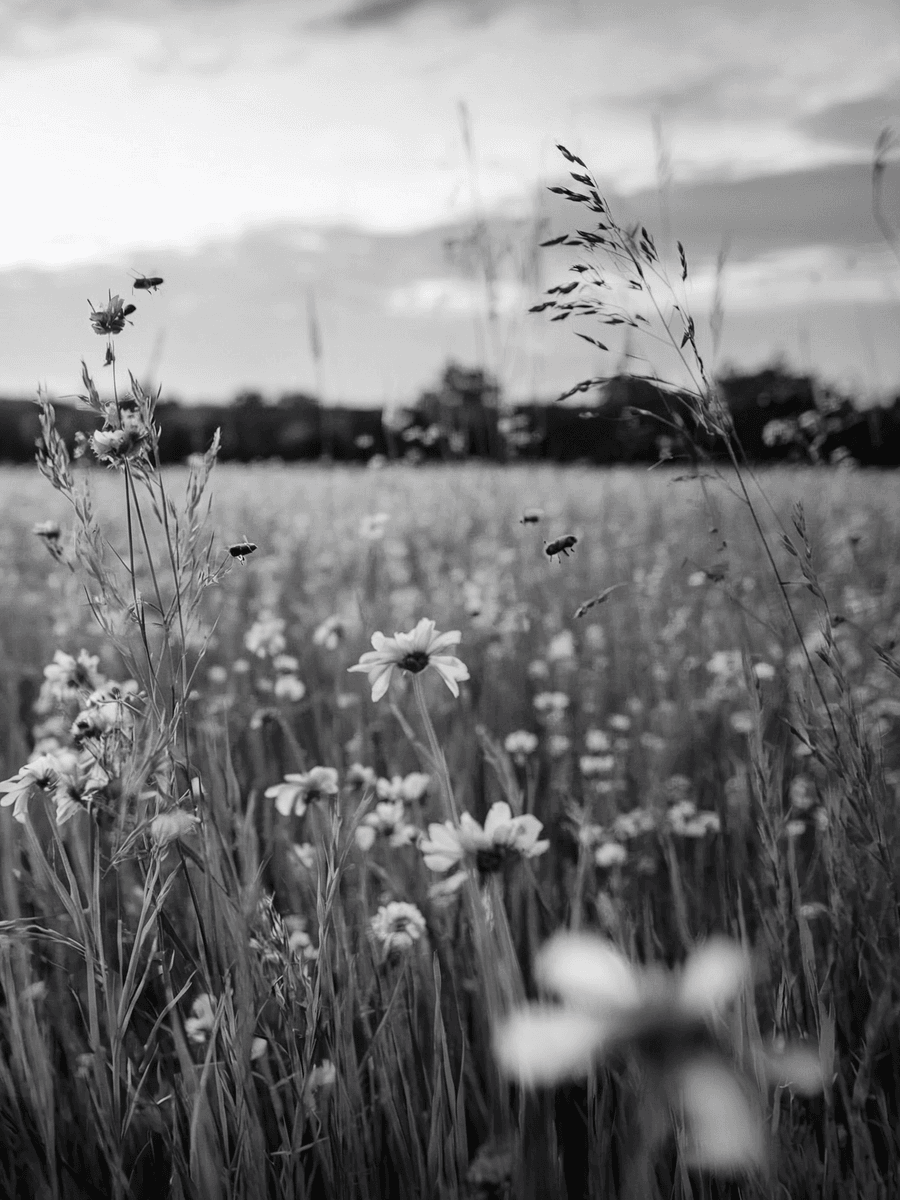 Black and white photograph of wildflowers and tall grasses in a meadow with a cloudy sky. The monochromatic treatment emphasizes the delicate textures and natural movement of the prairie landscape. (AI-generated image) by Sydney SG