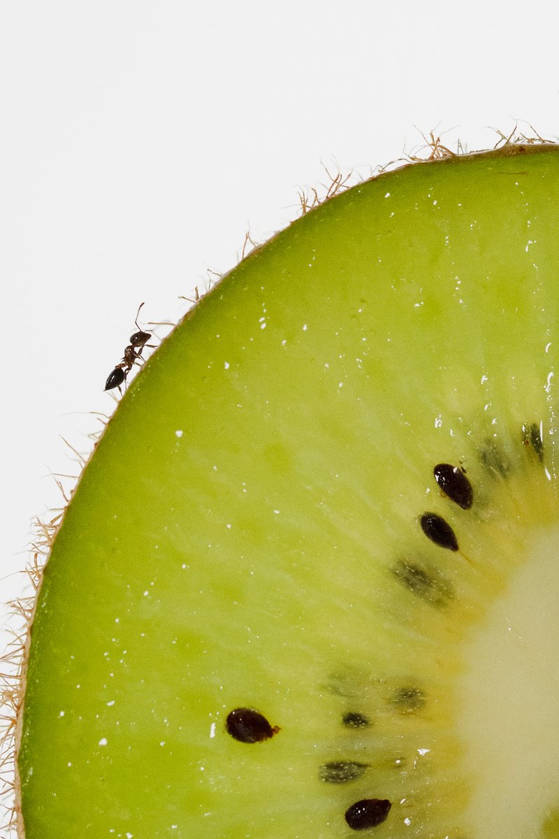 Close-up shot of a green kiwi slice with visible seeds and a small black ant crawling on the fruit's edge. by Sydney SG