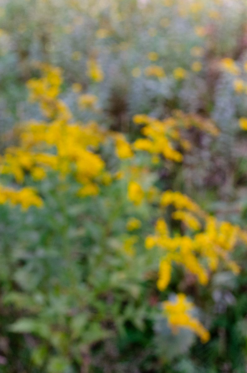 A field of yellow flowers and green grasses, blurred and moving in the wind. by Sydney SG