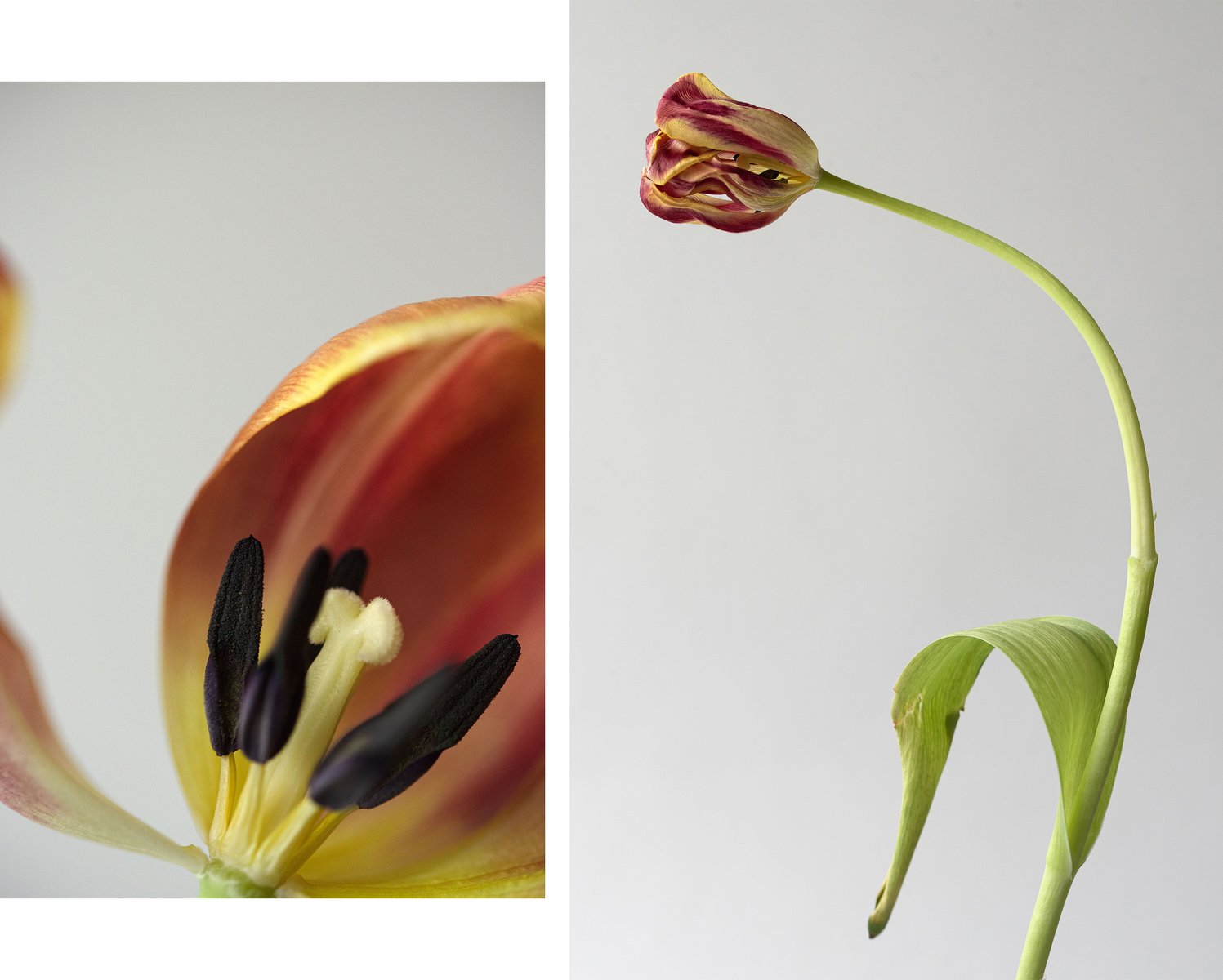  Personal Work
Diptych:

Left image: close-up of the inside of a red, orange, and yellow tulip.

Right image: a red, orange, and yellow tulip that is just beginning to curve and wilt. by Sydney SG
