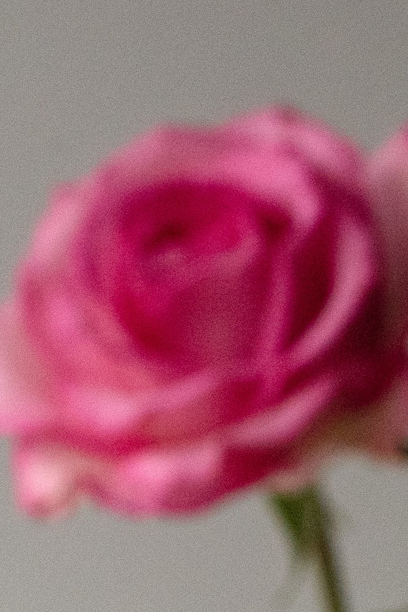 A blurred pink rose. by Sydney SG
