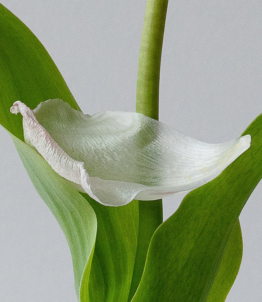 A detailed shot focusing on the delicate texture of a white tulip petal, cradled by vibrant green leaves against a soft grey backdrop. by Sydney SG